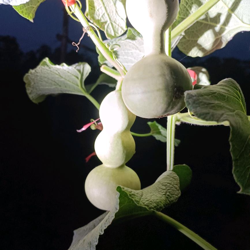 小玉葫芦1