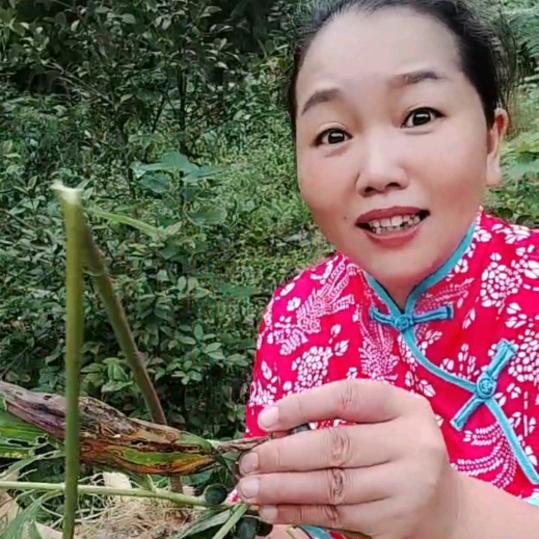 伟姐聊黄精