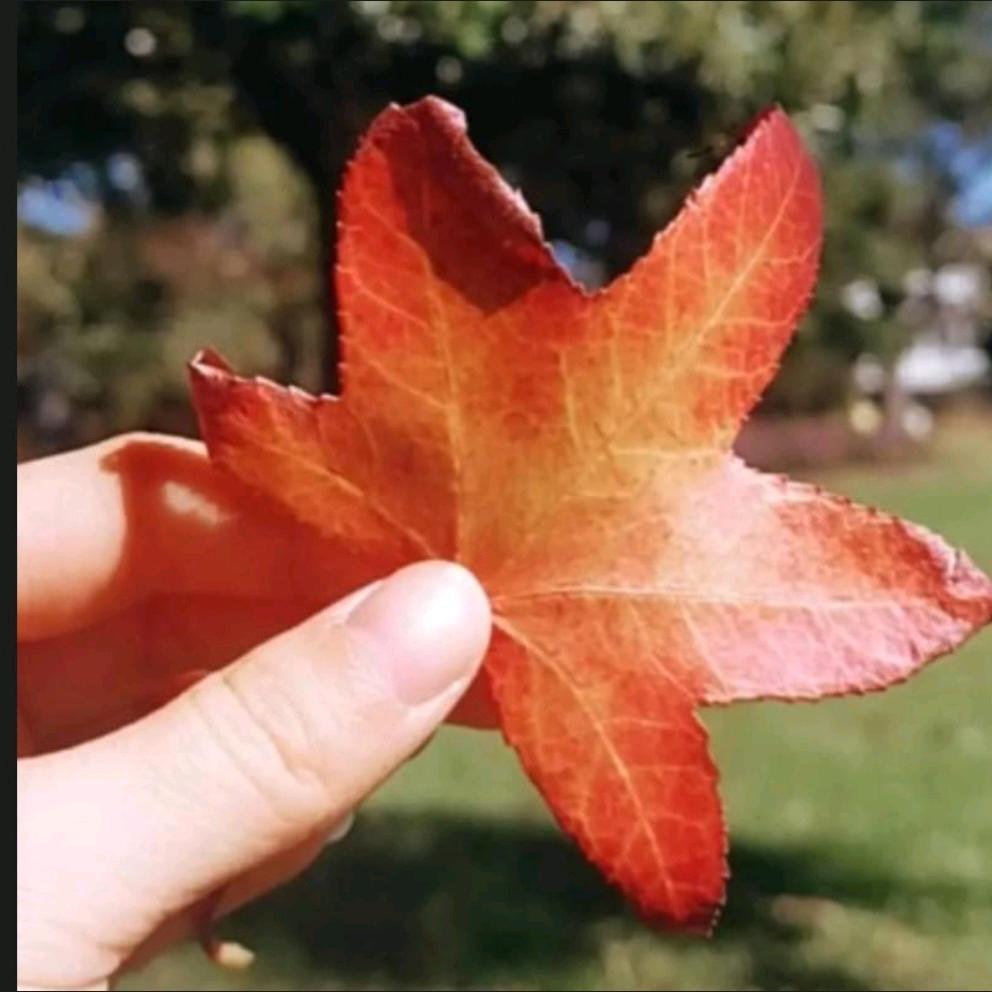 刚好遇见你🍁