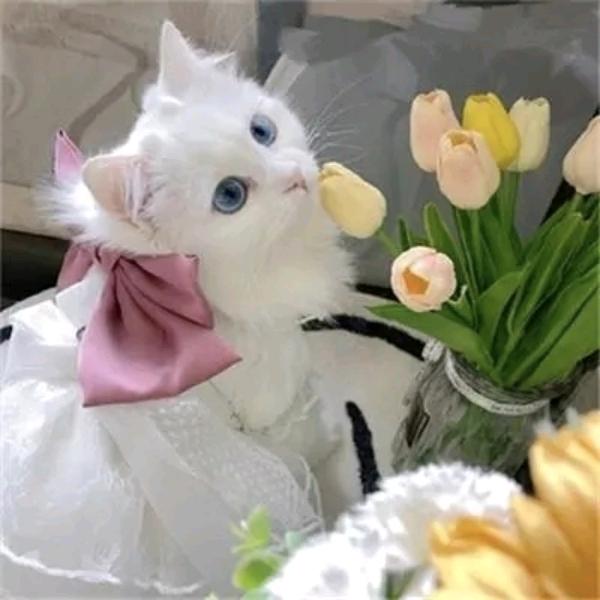 张艳