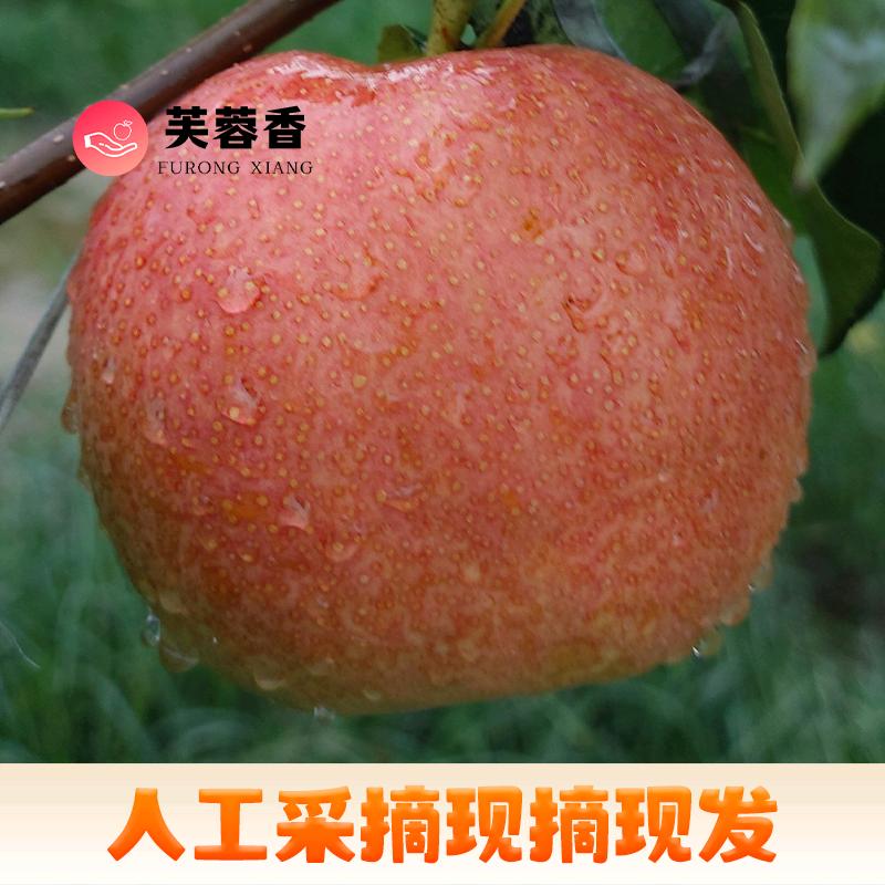 芙蓉香梨精品店