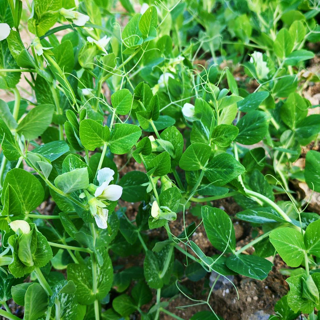 站在云端笑鸟飞