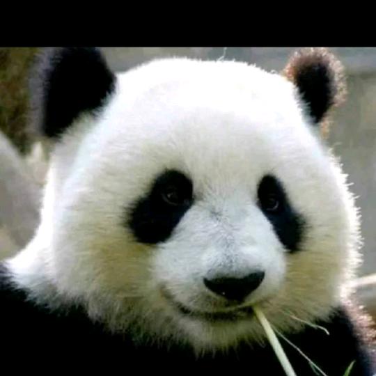 ꧁꫞꯭睿🐼哥꫞꧂🇨🇳