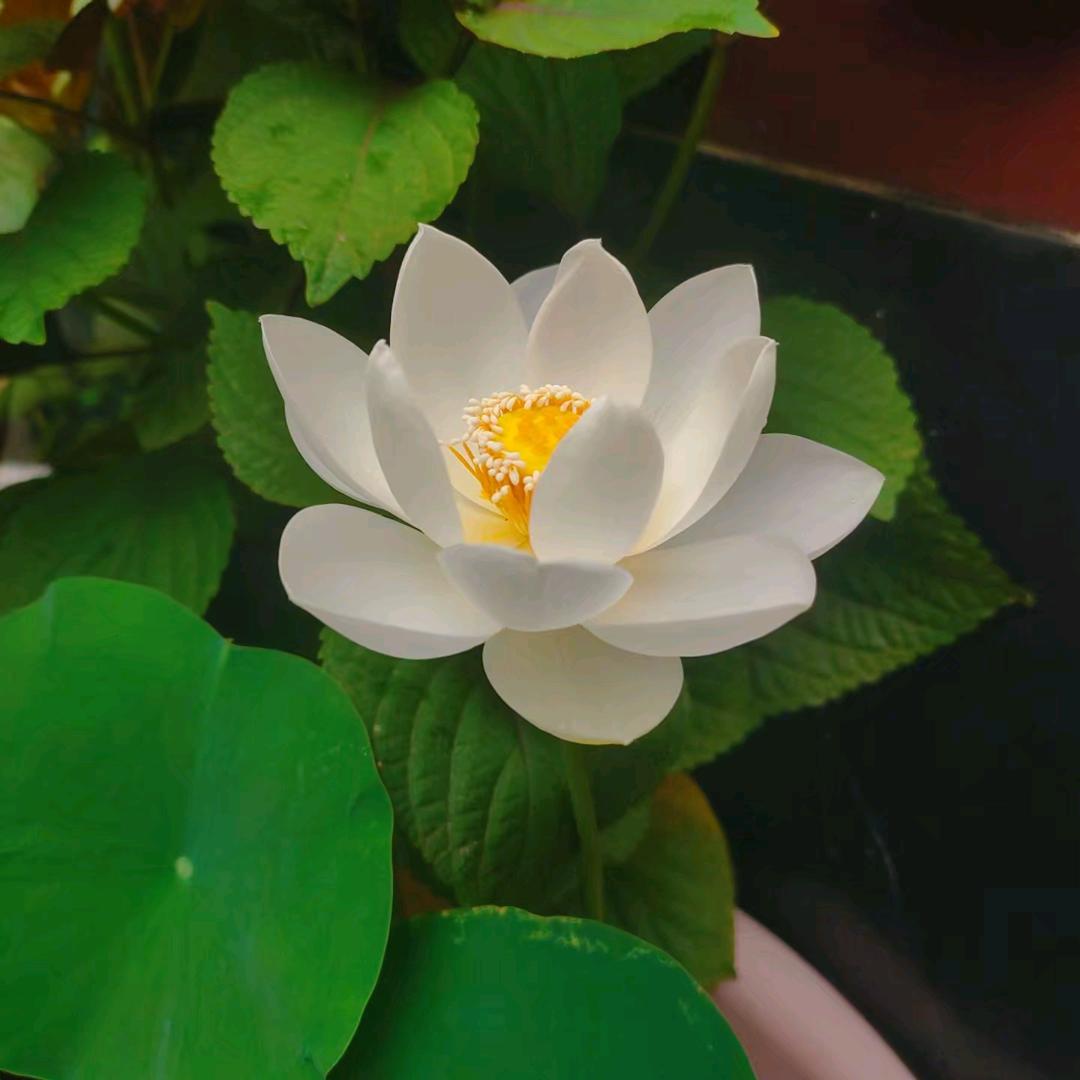 水没年华[爱心]