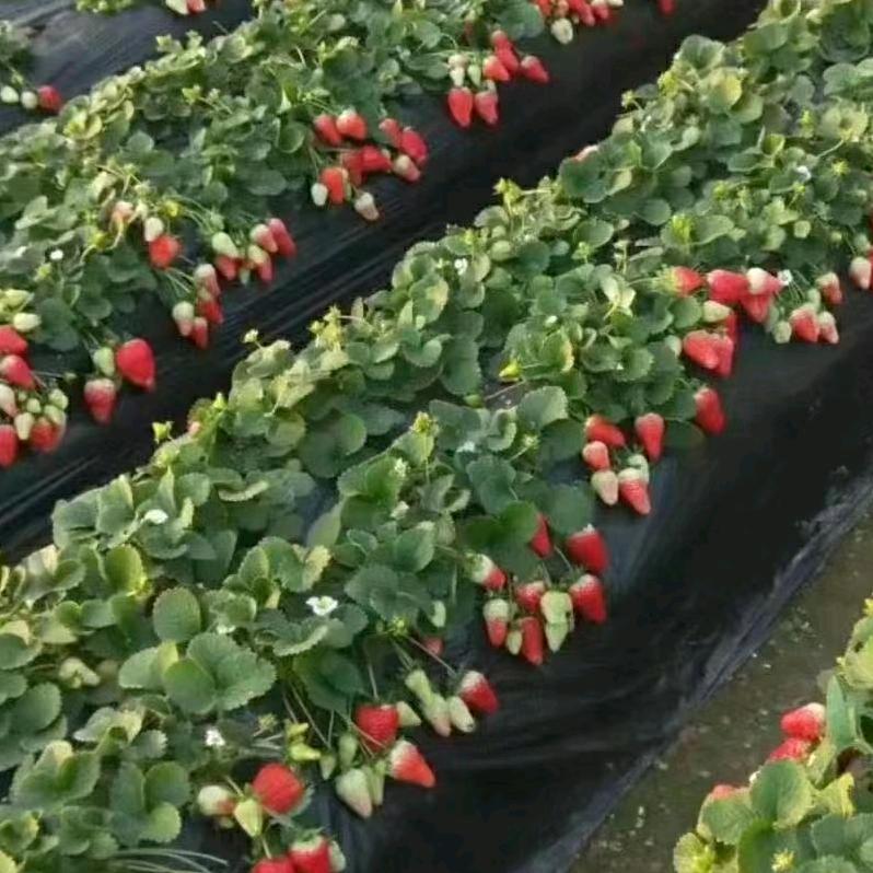 光明百旺牛奶草莓采摘园