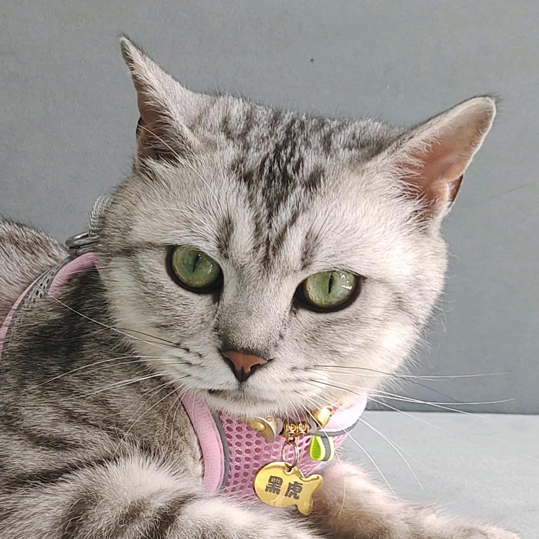 两猫＋一穷逼 ※🐱🐱🏃‍♀️