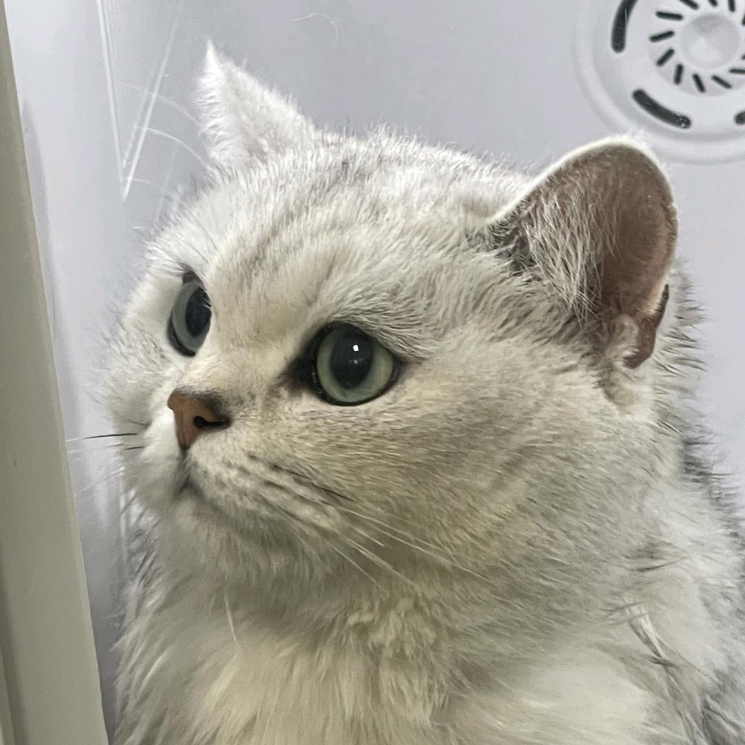 果果咪