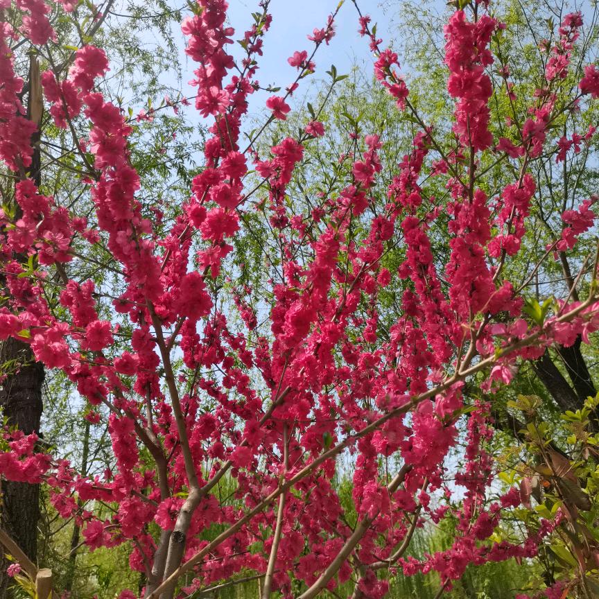 简单大方