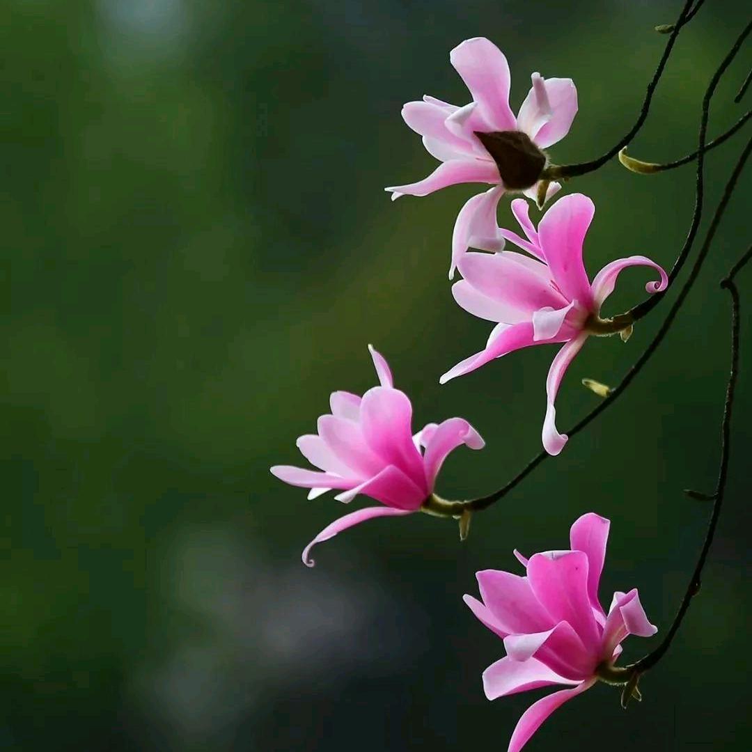 夜来香 ₃₃⁹⁹