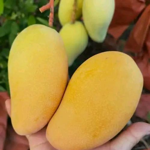 🥭🥭