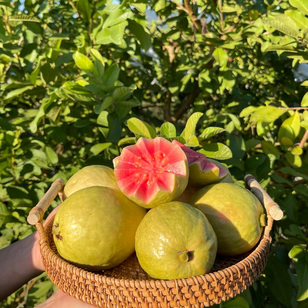 芭乐番石榴果园