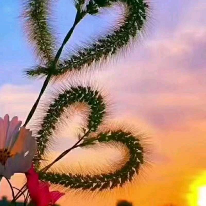 💞🍃张