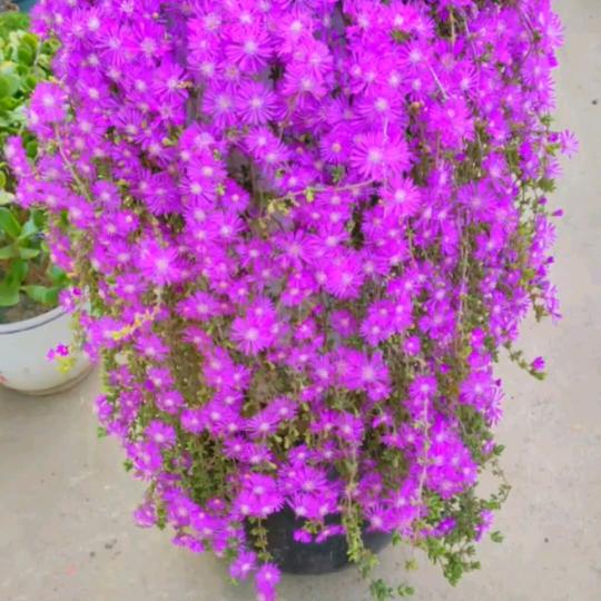 郑州低价花卉178♥