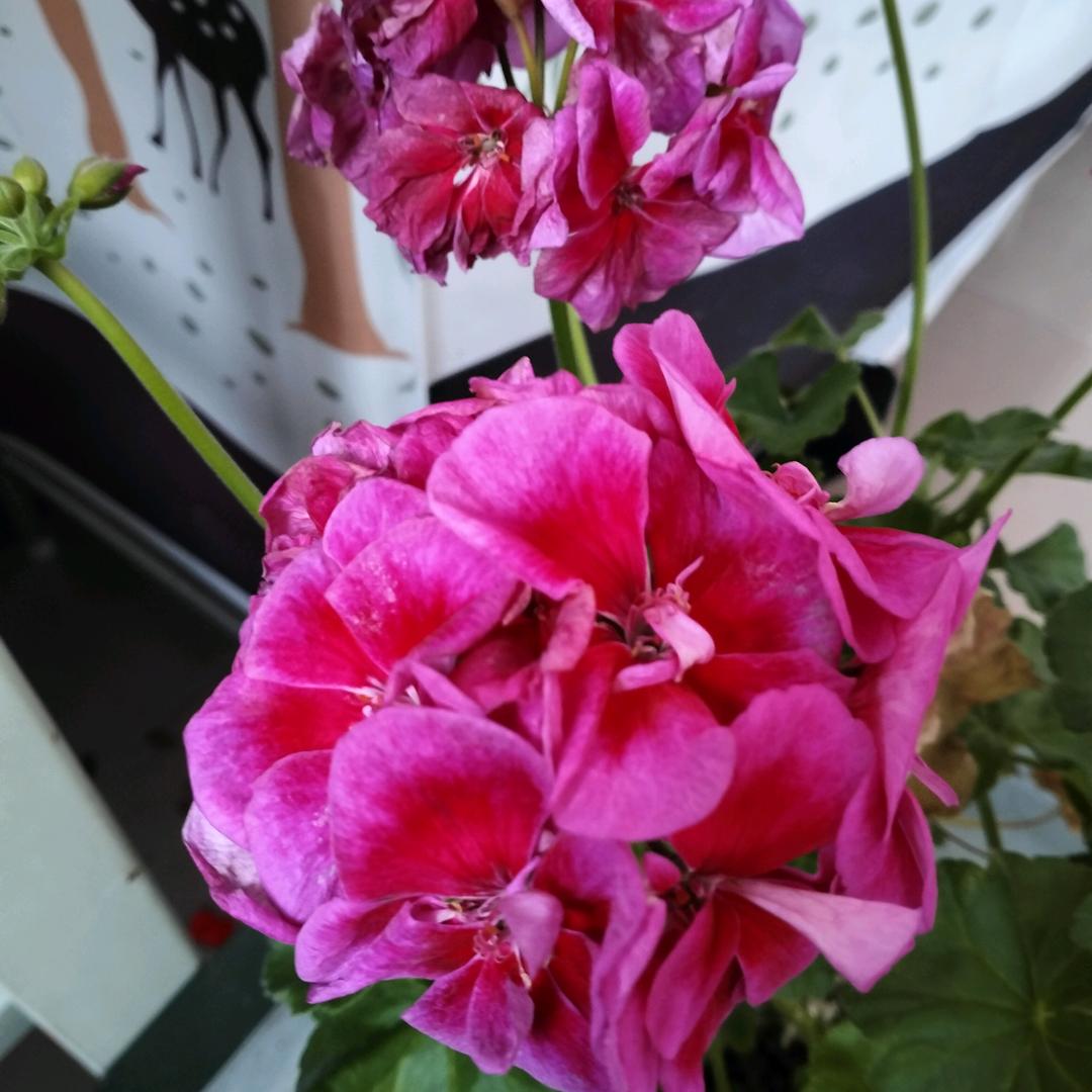 待到山花烂漫时323