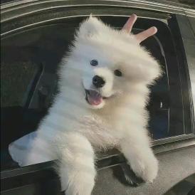 oooy