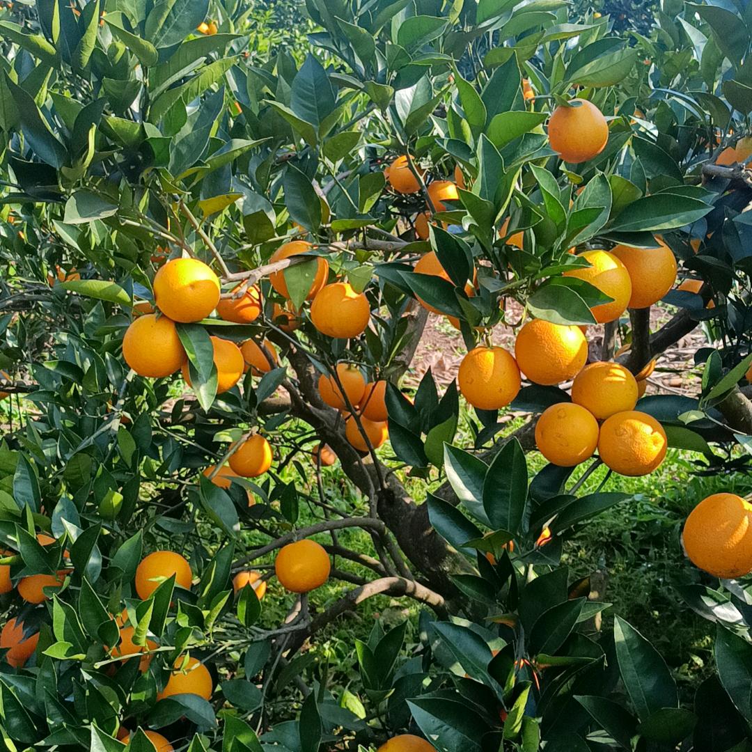 @农村阿伟@《不定时开播》