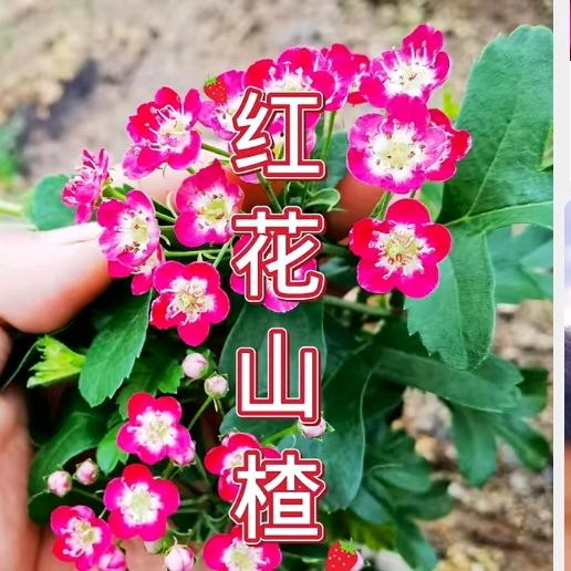 逞强1.26