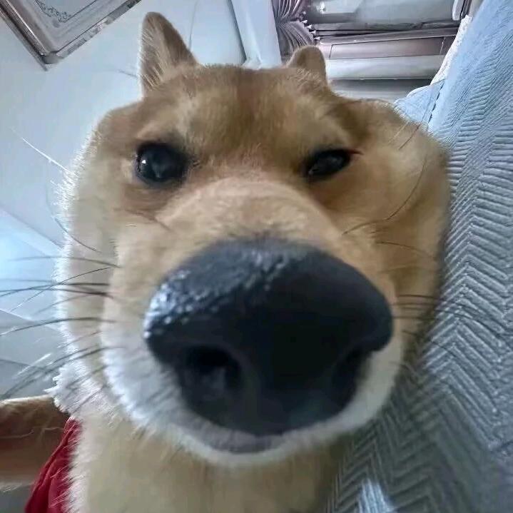 呢催某人