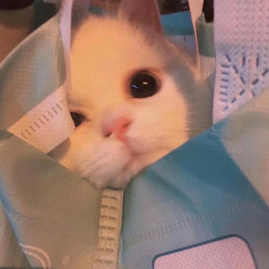 猫猫短剧