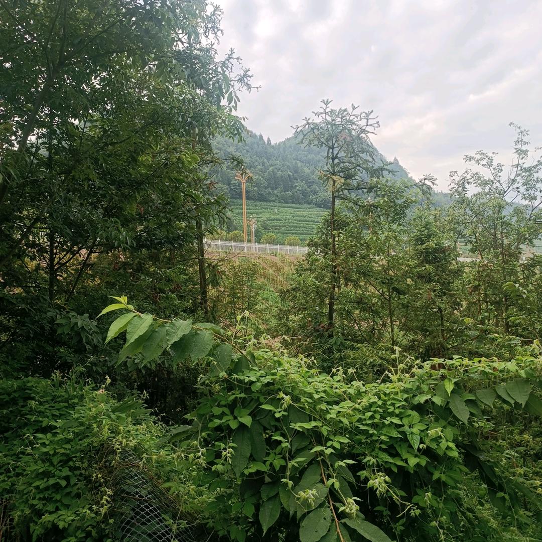 飞鹰🦅