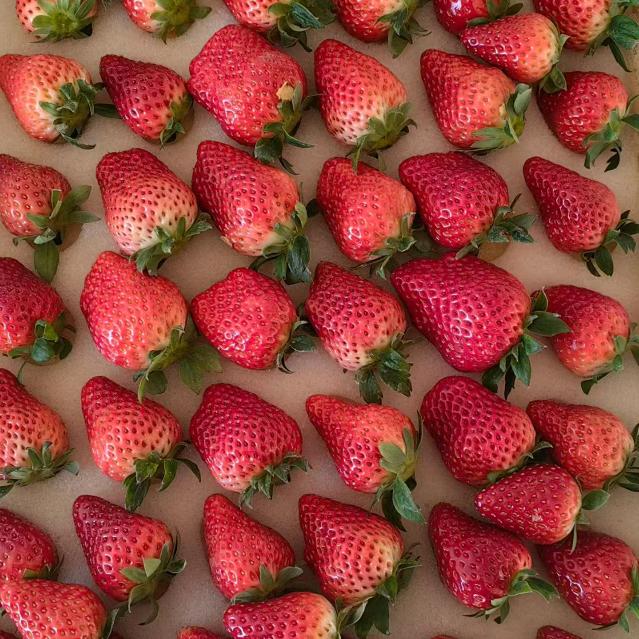 出售草莓🍓