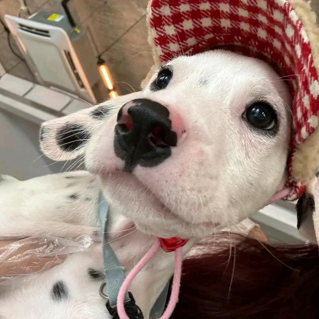 “愚蠢的兔子”