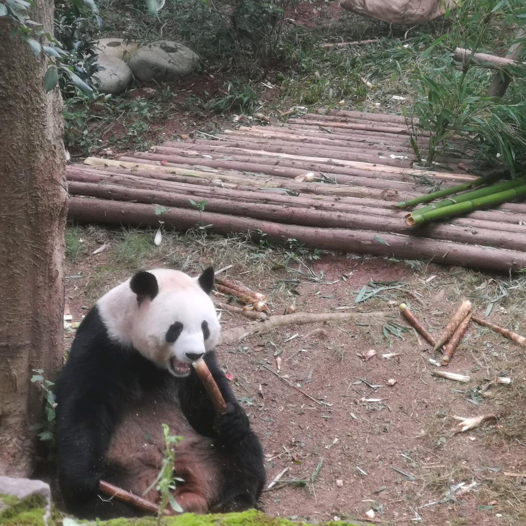 奥格