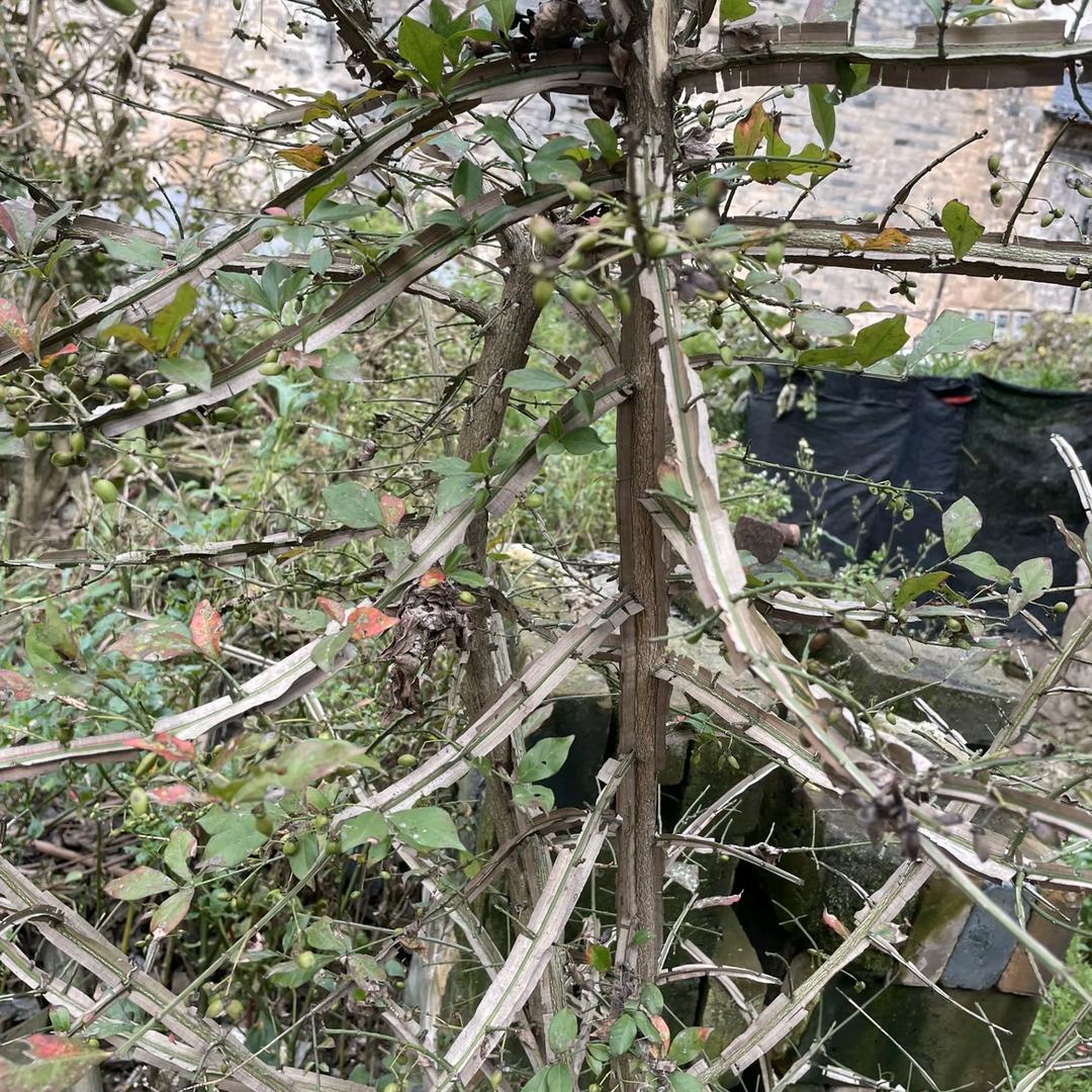 益草中药材种植有限公司