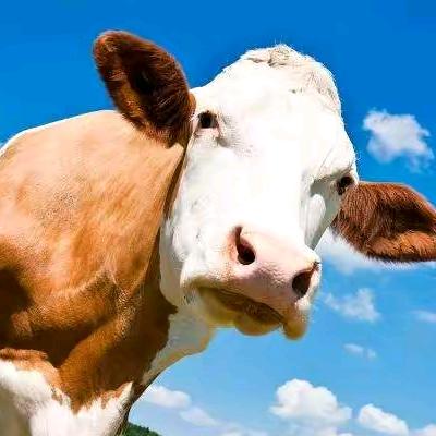 肉牛养殖合作社