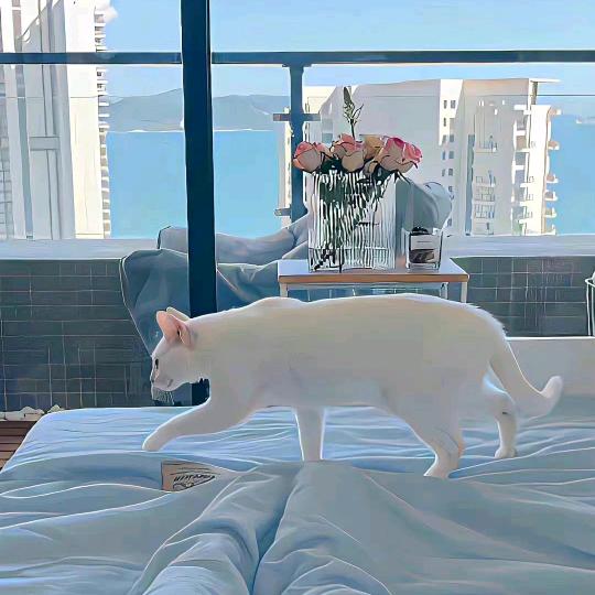 路北🐱