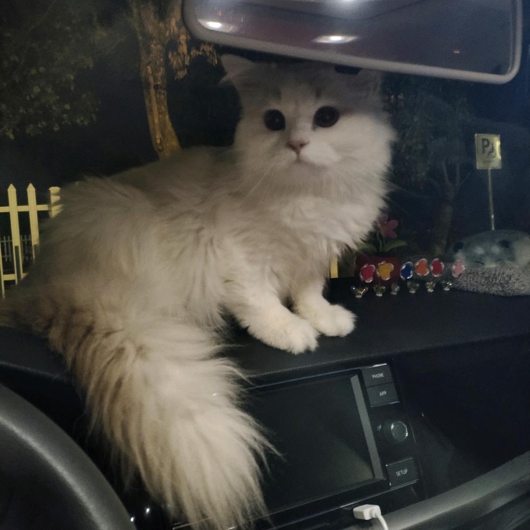 ♥十  一♥