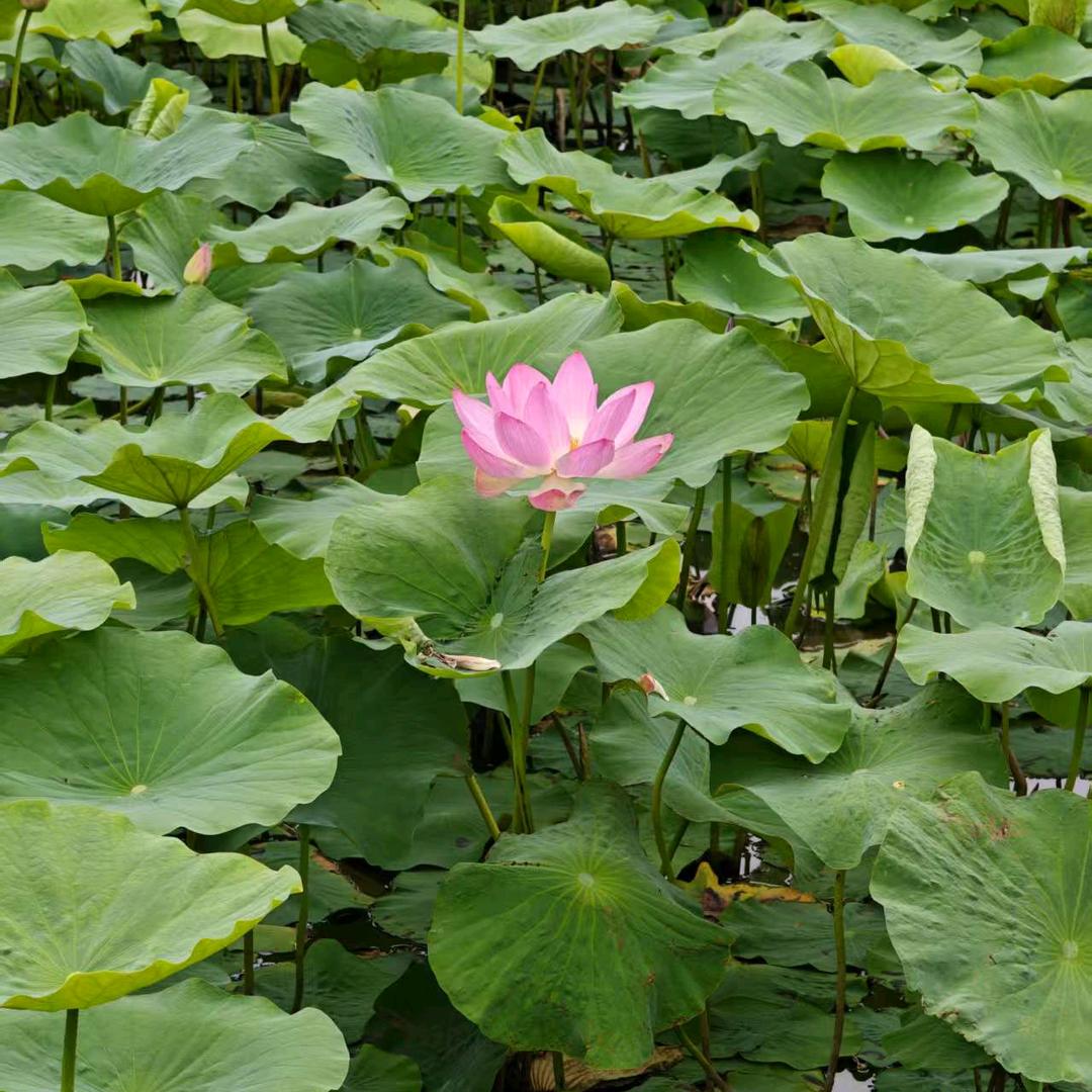 【紫益公馆皮草店】【