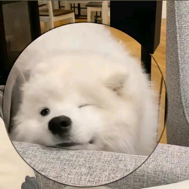 菠萝菠萝咪