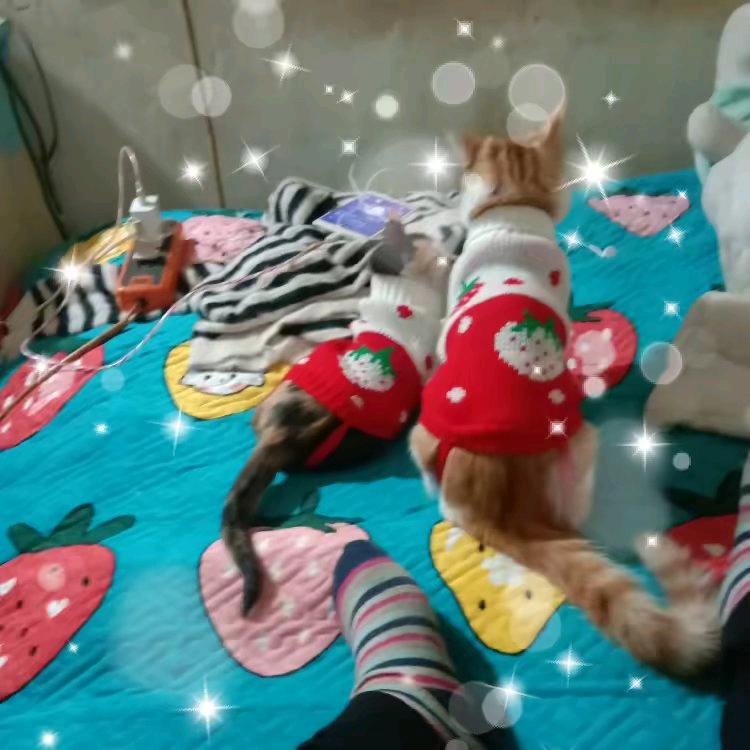 招财一家族