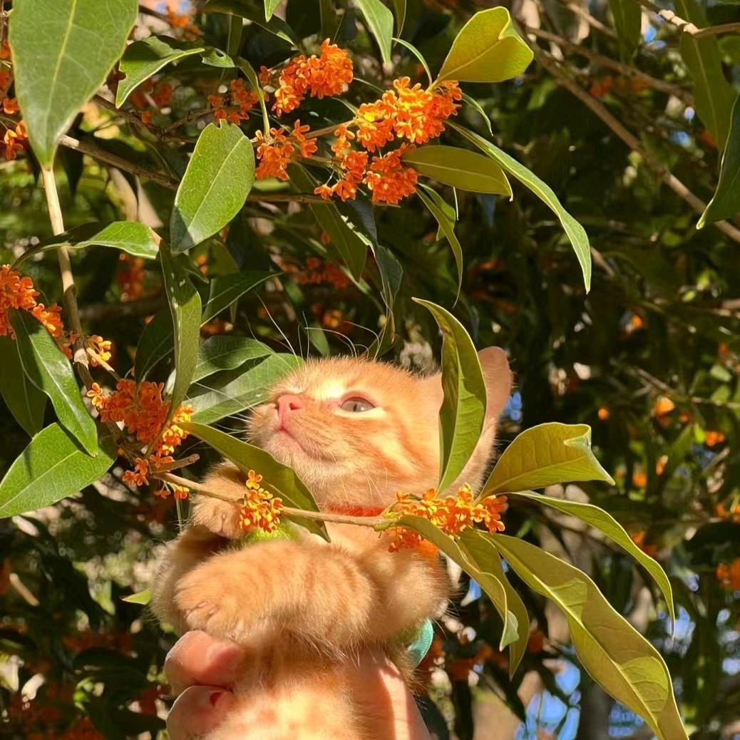 桂花香在八月