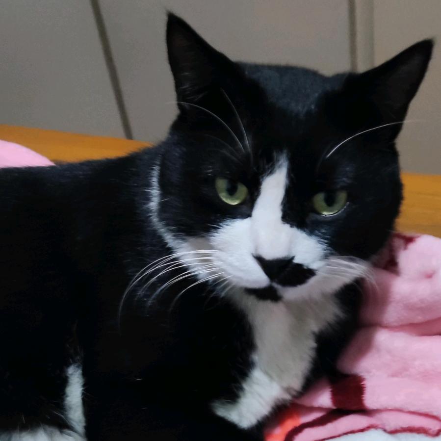 宇宙第一可爱的奶牛猫