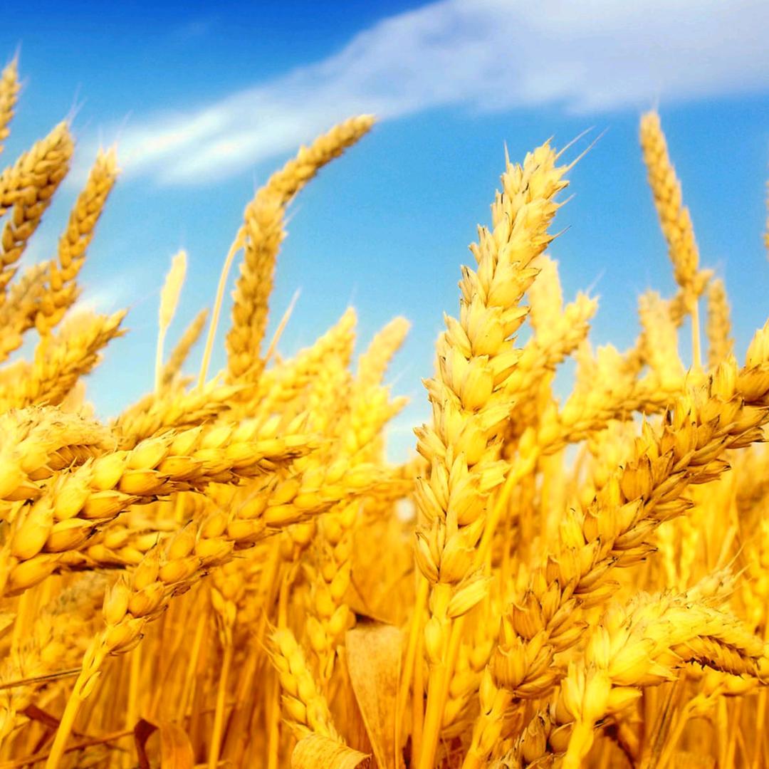 独一香炸鸡官方号