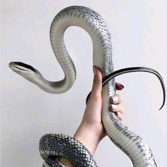 野人部落（酋长）鑫仔