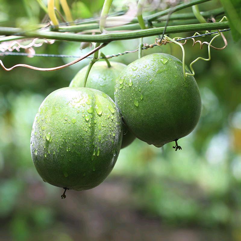 青藤仙仙宏星食品专卖店