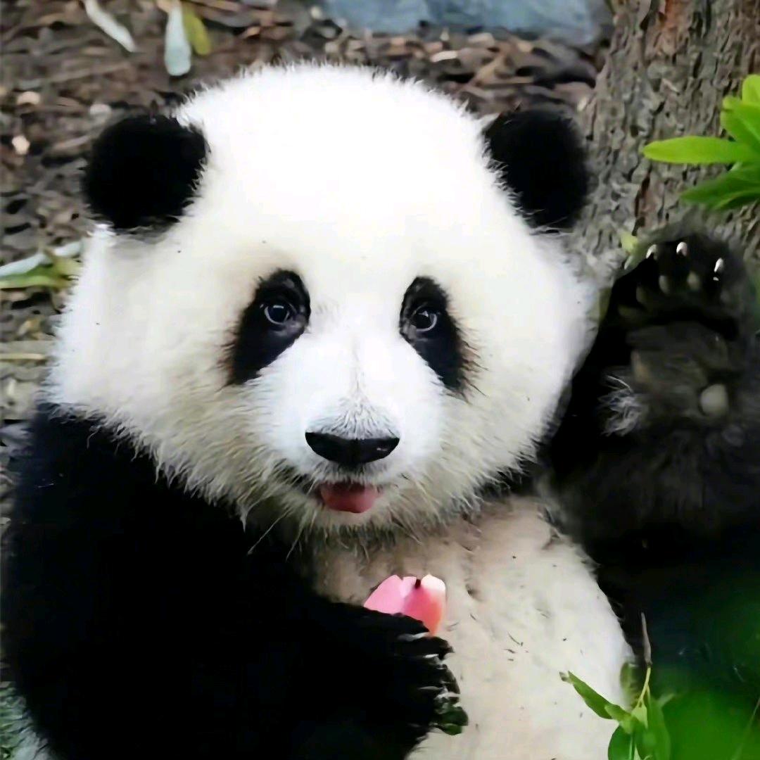 熊大🐻（谦道）