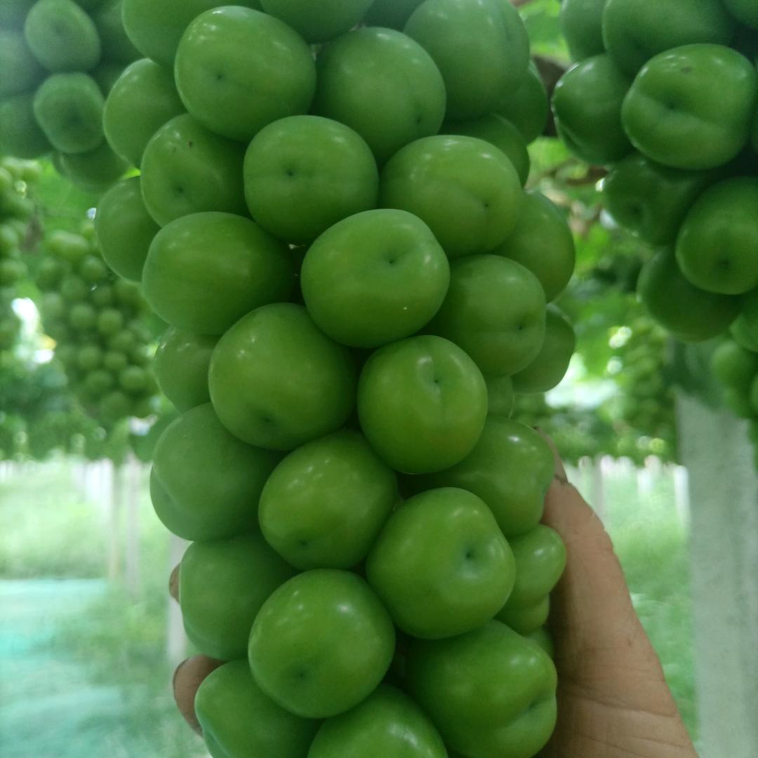 兴平市丽香葡萄生态采摘园