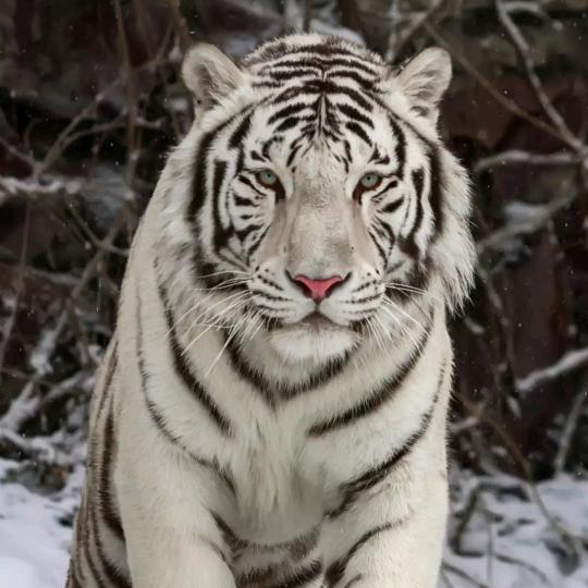 来生做个透明人