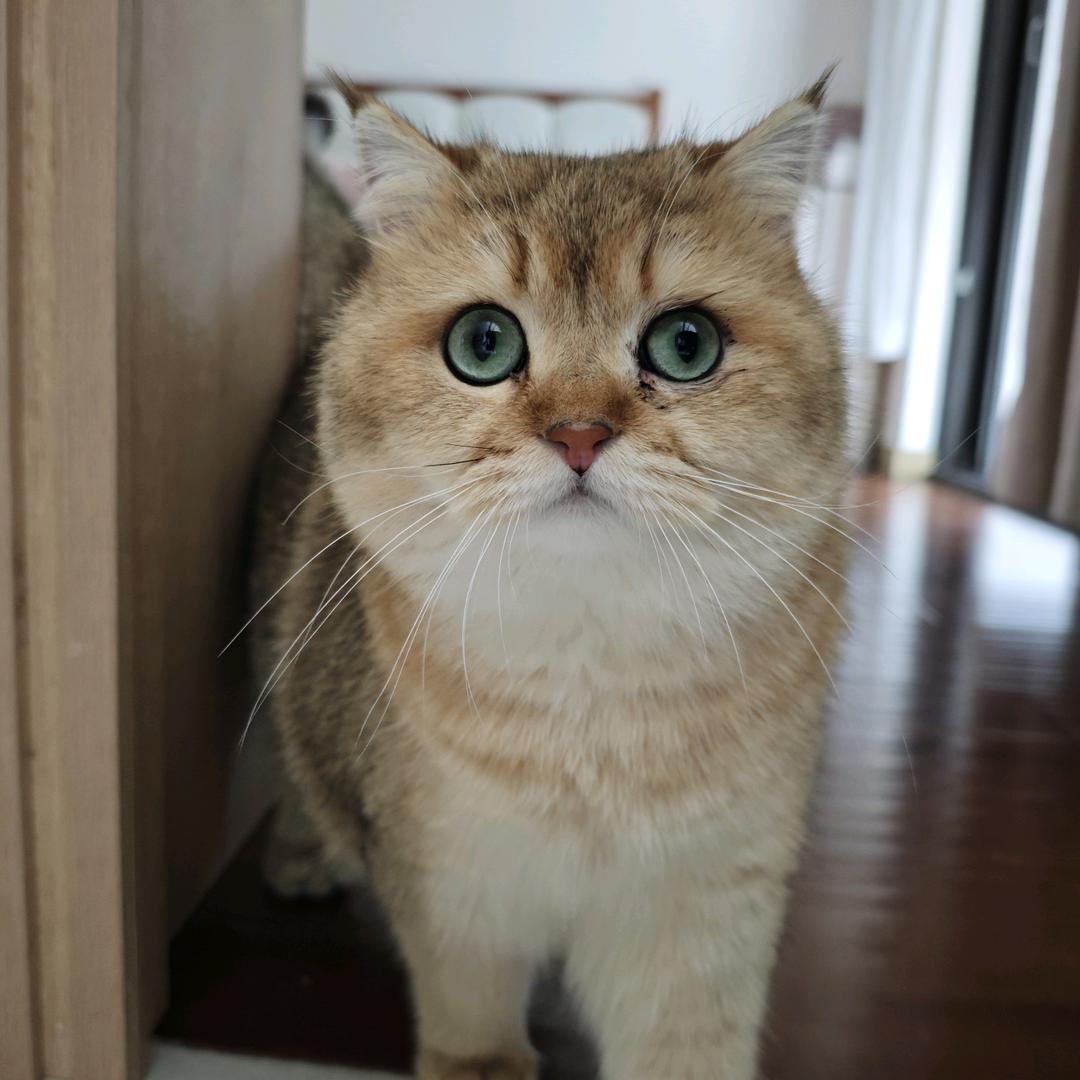 啃王达子