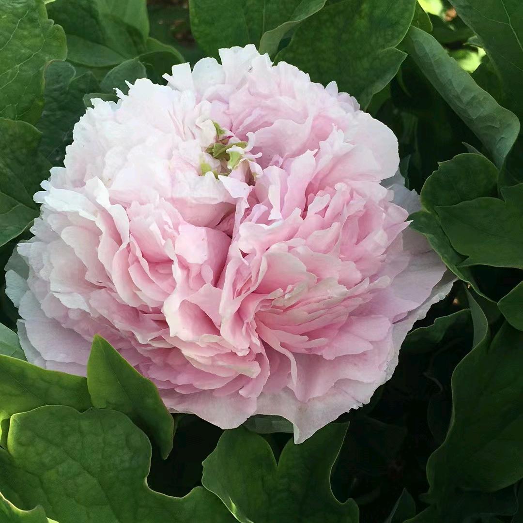 洛阳牡丹亮哥牡丹严选