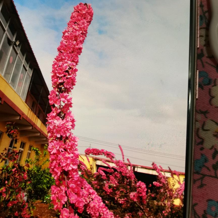 璐楠