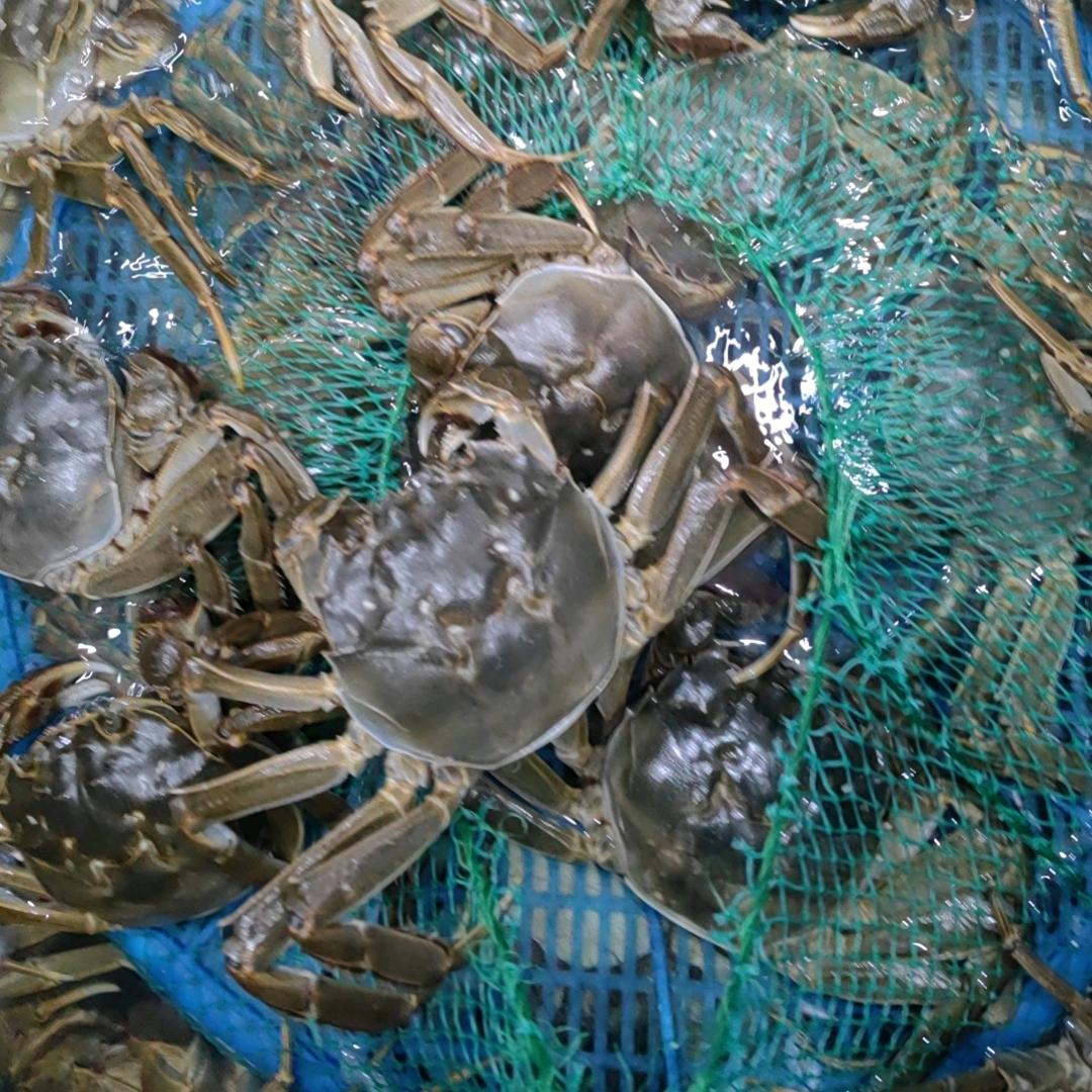 批发零售江苏大闸蟹