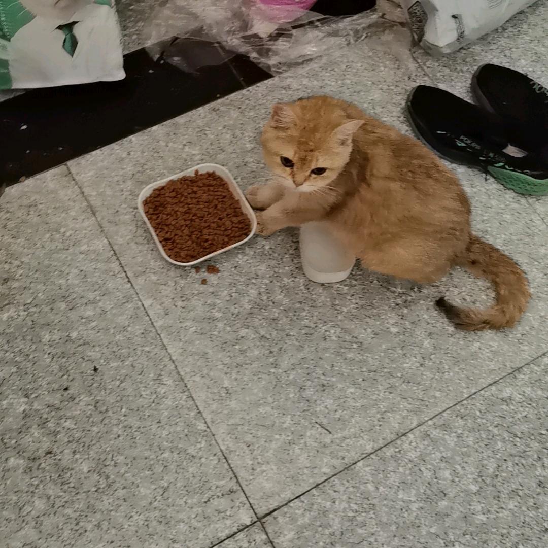 老虎2222