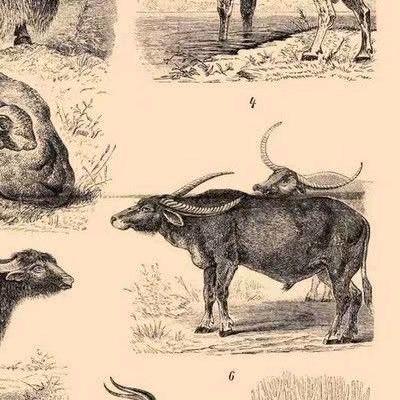 电影院的神话（机器人）