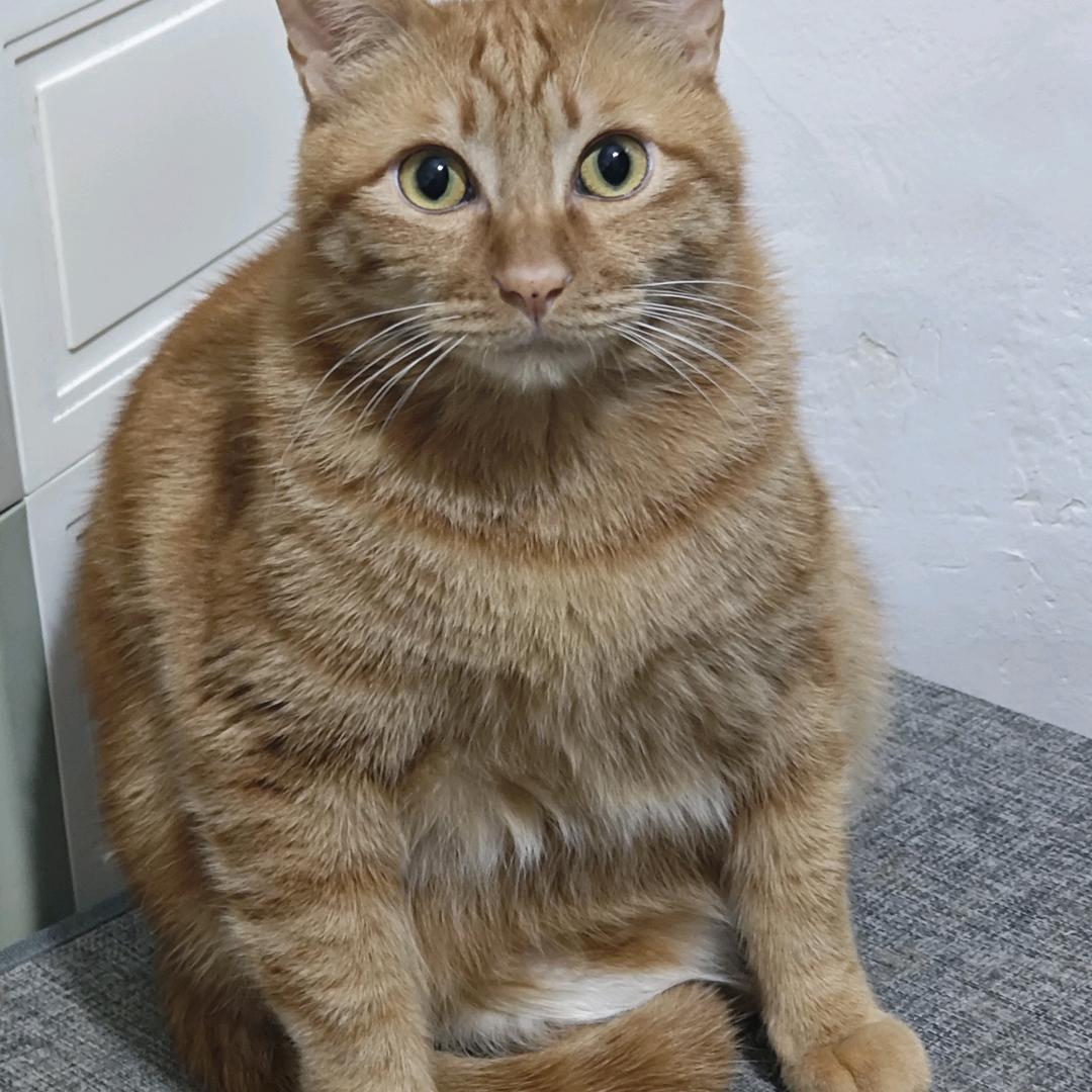 托尼