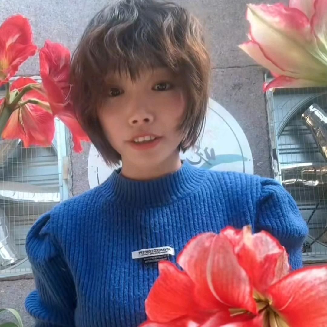 晓白朱顶红